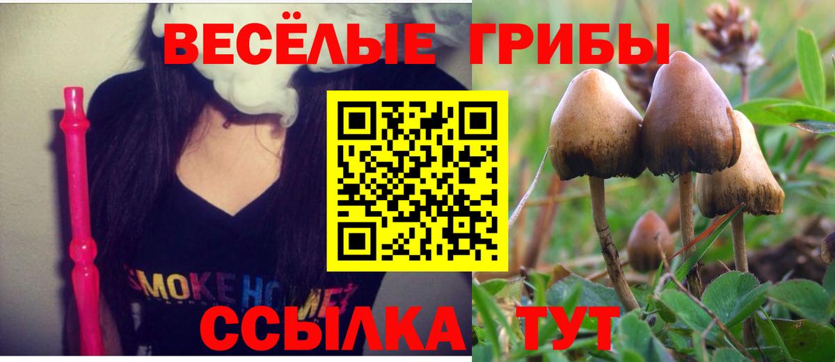 Камышин  Псилоцибиновые грибы GOLDEN TEACHER  Вход с VPN 